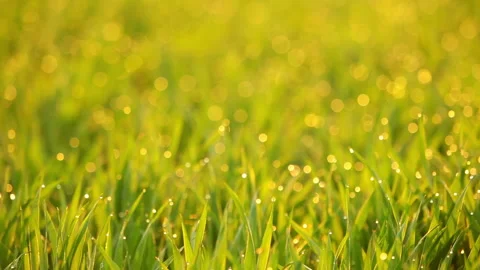 Grass Video Background. Seamless Loop Stock Footage 106457429