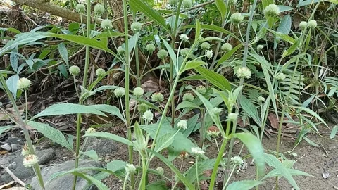 Grass video Stock Footage 236772747