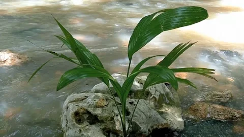 Grass video Stock Footage 236816160