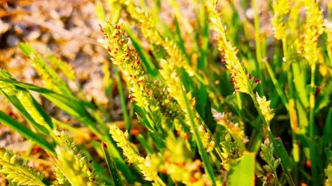 Grass video with stunning light shots 4K video, 4K HIGH FR60 Stock Footage 254594632