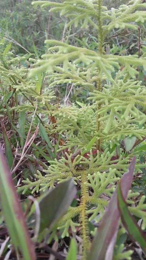 Grass in the village Video stock 230074210