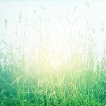 Grass Vintage Poster Stock Illustration