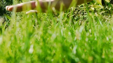 Grass w. Stroking Hand 스톡 동영상 10917454