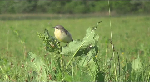 Grass, wagtail Stock Footage 39513700