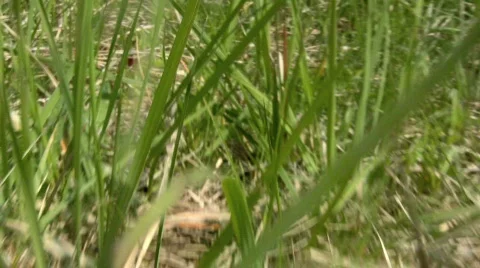 Grass Walk Through Stock Footage 546143