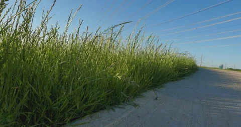 Grass on walk way Video stock 62932294