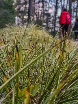Grass on the walking path Fotos Stock