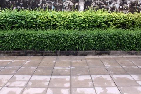 Grass on wall concrete Stock Photos