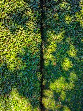Grass wall 写真素材