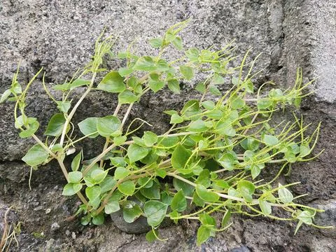 Grass on the wall Stock Photos