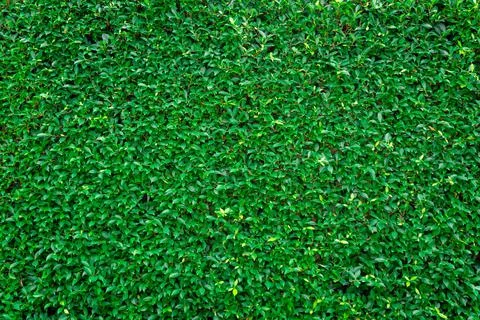 Grass wall texture and background Stock Photos