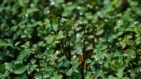 Grass wall texture and background. Green leaves background or natural wall te Stock Photos
