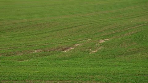 Grass wallpaper 库存照片