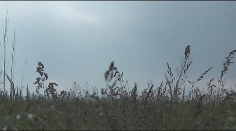 On the grass warbler 스톡 동영상 39609257