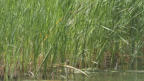 Grass In Water 4k Stock Footage 90975243