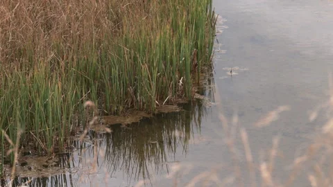 Grass by the water in autumn Stock Footage 345937990