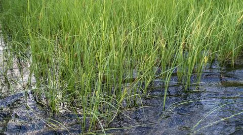 Grass in the water close-up. Stock Photos