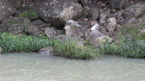 Grass in water with current and rocks Vidéo 158326554