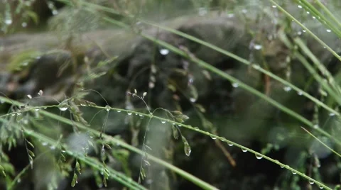 Grass Water Drop Stock Footage 46114653