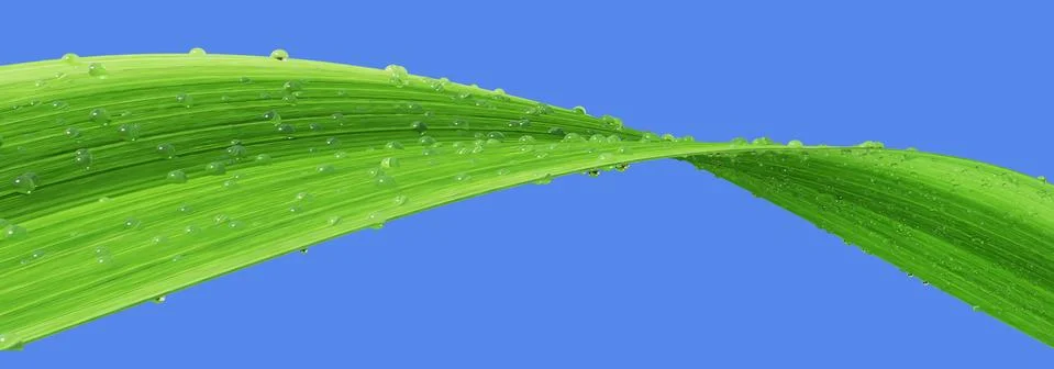 Grass water drop Stock Illustration