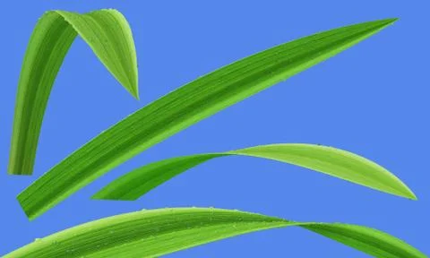 Grass water drop isolated Stock Illustration
