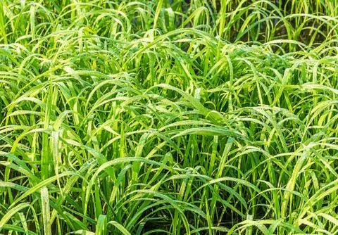 Grass with water drop Stock Photos