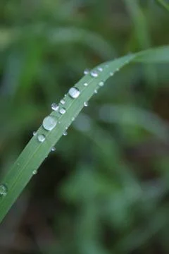 Grass with water droplets Stock Photos