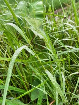 Grass with water droplets Stock Photos