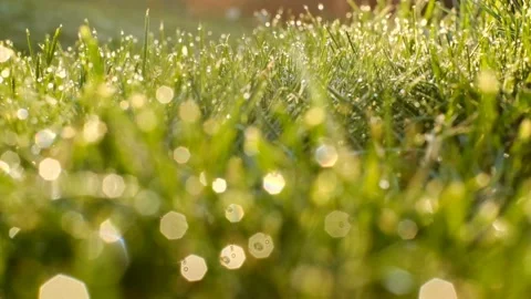 Grass with water drops and sun rays in the summer garden.Wet grass in the garden Stock Footage 171801239