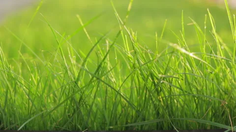 Grass with water drops Stock Footage 49492788