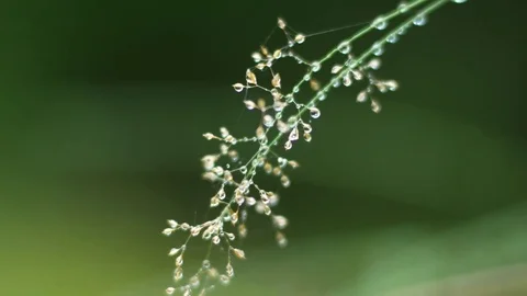 Grass with water drops Stock Footage 79624050