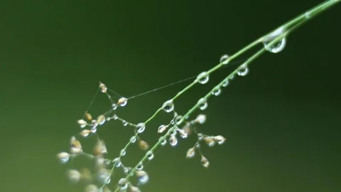 Grass with water drops 動画素材 79624051