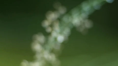 Grass with water drops Stock Footage 79624052