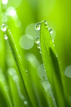 Grass with water drops Stock Photos