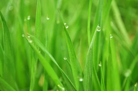 Grass with water drops Stock Photos