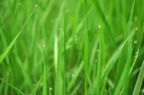 Grass with water drops Stock Photos