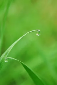Grass with water drops Stock Photos