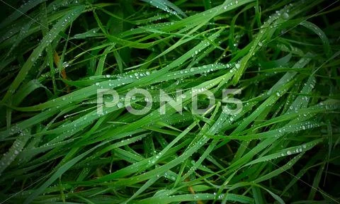 Grass water drops Stock Photos