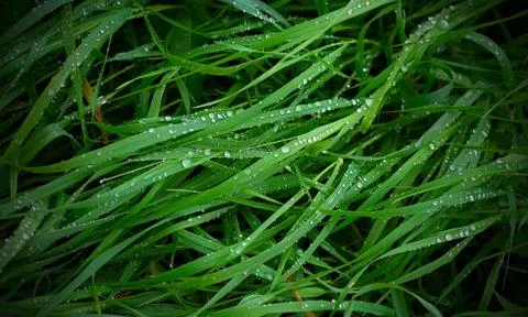 Grass water drops Stock Photos