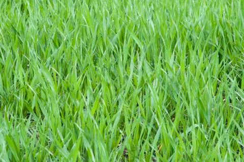 Grass with water drops Stock Photos