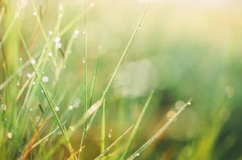 Grass with water drops Stock Photos