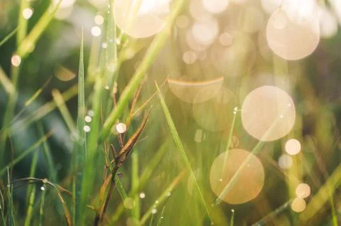Grass with water drops Stock Photos