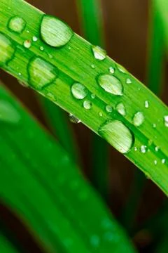 Grass with water drops Stock Photos