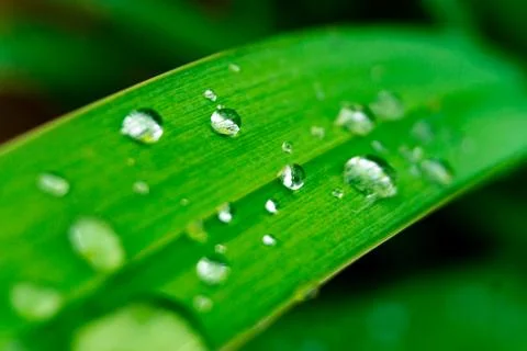 Grass with water drops Stock Photos