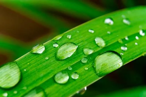 Grass with water drops Stock Photos