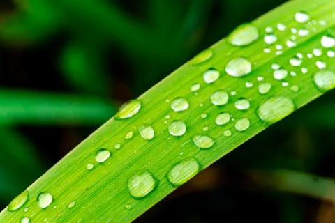Grass with water drops Stock Photos