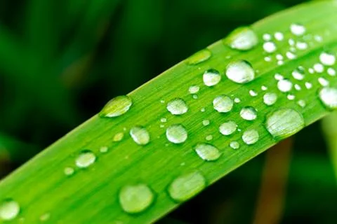 Grass with water drops Stock Photos