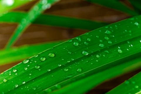 Grass with water drops Stock Photos