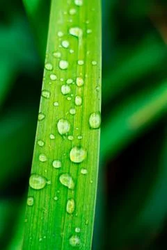 Grass with water drops Stock Photos