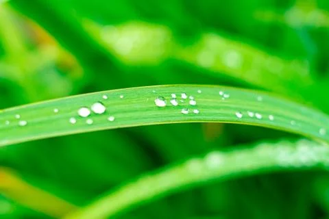 Grass with water drops Stock Photos